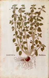 Szanty zwyczajnej (Marrubium vulgare) Leonharta Fuchsa z De historia stirpium commentarii insignes (Wybitne komentarze do historii roślin) barwny grawerunek