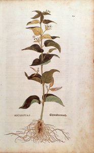 Jaskółka biała - Cynanchum vincetoxicum (Asclepias) autorstwa Leonharta Fuchsa z De historia stirpium commentarii insignes (Wybitne komentarze do historii roślin)