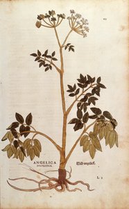 Dzięgiel dziki (Angelica sylvestris) Leonharta Fuchsa z De historia stirpium commentarii insignes (Wybitne komentarze do historii roślin) kolorowy grawerunek autorstwa Leonhard Fuchs