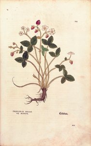 Truskawka leśna - Fragaria vesca (Fragaria maior et minor) Leonharta Fuchsa z De historia stirpium commentarii insignes (Wybitne komentarze do historii roślin), grawerowana kolorowa