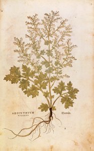 Piołun - Artemisia absinthium (Absinthium vulgare) autorstwa Leonharta Fuchsa z De historia stirpium commentarii insignes (Notable Commentaries on the History of Plants), rycina kolorowana autorstwa Leonhard Fuchs