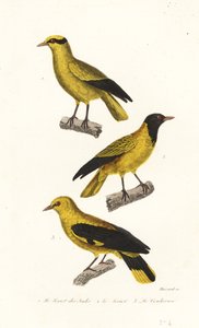 Gatunki wilgi. autorstwa Leopold Massard