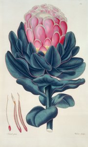 Protea speciosa, Perigonia pistillum (pl.12) z „Thesaurus Botanicus” autorstwa Leopold Trattinick