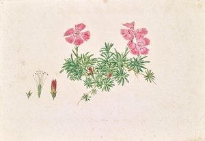 Goździk alpejski (Dianthus alpinus)
