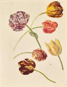 Tulipany
