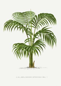  autorstwa Les Palmiers Histoire Iconographique