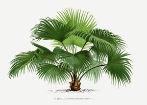  autorstwa Les Palmiers Histoire Iconographique