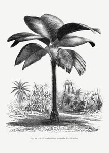  autorstwa Les Palmiers Histoire Iconographique