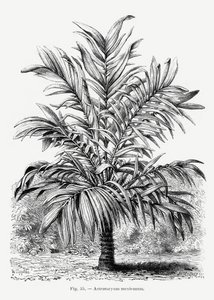  autorstwa Les Palmiers Histoire Iconographique