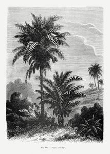  autorstwa Les Palmiers Histoire Iconographique