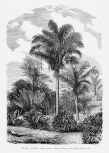  autorstwa Les Palmiers Histoire Iconographique