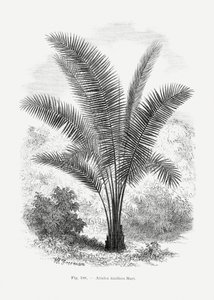  autorstwa Les Palmiers Histoire Iconographique