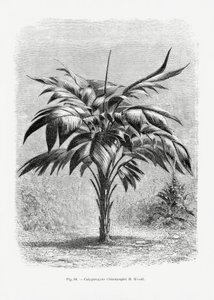  autorstwa Les Palmiers Histoire Iconographique