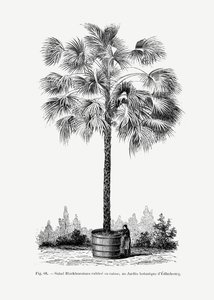  autorstwa Les Palmiers Histoire Iconographique