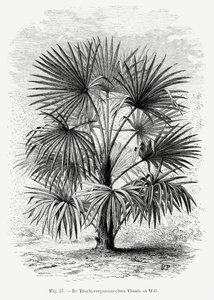  autorstwa Les Palmiers Histoire Iconographique