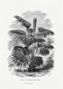  autorstwa Les Palmiers Histoire Iconographique