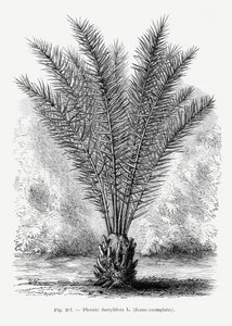  autorstwa Les Palmiers Histoire Iconographique