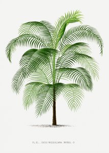  autorstwa Les Palmiers Histoire Iconographique