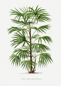  autorstwa Les Palmiers Histoire Iconographique