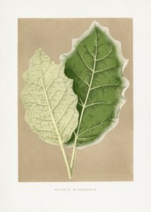  autorstwa Les Plantes a Feuillage Colore