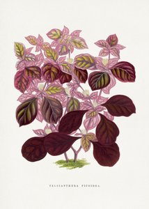  autorstwa Les Plantes a Feuillage Colore