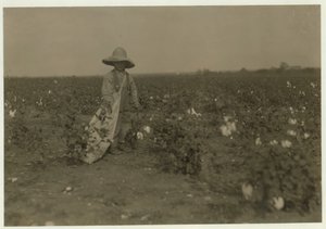 5-letni Willie Hesse zbiera 15 funtów bawełny dziennie na 80-akrowej farmie swoich rodziców niedaleko West w Teksasie, 1913 autorstwa Lewis Wickes Hine