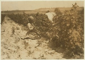 Sześcioletnia Polka zbiera cały dzień jagody z rodziną (Scholtz) w Rock Creek niedaleko Baltimore, Maryland, 1909 autorstwa Lewis Wickes Hine