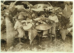 Amos 6 i Horace 4 rośliny dżdżownic i tytoń ssących przez cały dzień dla ich ojca Johna Neala w Warren County, Albaton, Kentucky, 1916 autorstwa Lewis Wickes Hine