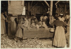 Bill May, lat 5, który zarabia 15 centów dziennie, w szopie na Barataria Canning Company, Biloxi, Mississippi, 1911 r. autorstwa Lewis Wickes Hine