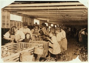 Rosy w wieku 8 lat pracuje 14 godzin dziennie jako ostrygi w Dunbar Cannery, Luizjana, 1911 autorstwa Lewis Wickes Hine