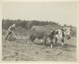 Wiejska scena w środkowym Maine, wiele wołów jest nadal używanych autorstwa Lewis Wickes Hine