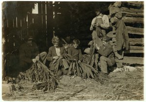 Synowie J.H. Burcha w wieku 12, 14 i 17 lat rozbierający tytoń podczas zajęć szkolnych w Warren County, Rockfield, Kentucky, 1916 r. autorstwa Lewis Wickes Hine