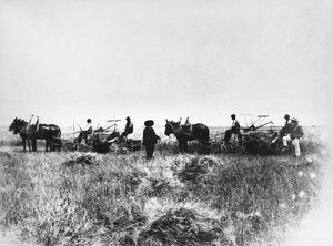 Koszenie siana na polach Policoro, rolnicy z końmi i wozami, Basilicata, początek XX w., Włochy, XX w. autorstwa Unbekannt Unbekannt