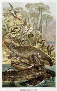 Krokodyle nilowe (crocodylus niloticus) - w „Życiu zwierząt” A.E. Brehm, Turyn autorstwa Unbekannt Unbekannt