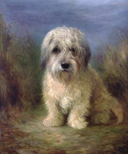 Dandie Dinmont Terrier (olej na płótnie)