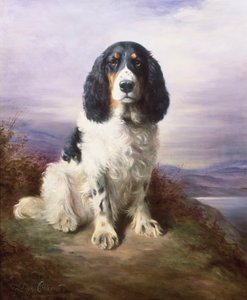 Royal, trzykolorowy pracujący springer spaniel