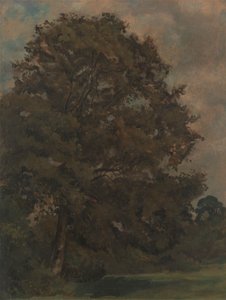 Studium jesionu autorstwa Lionel Constable