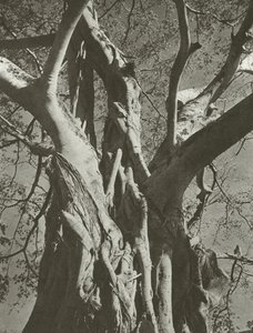 Banyan drzewo (zdjęcie czarno-białe)