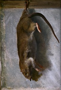 Badanie martwego szczura