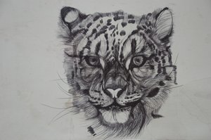 Snow Leopard, 2016, (biro biro na papierze) autorstwa Lou Gibbs