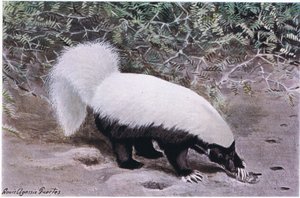 Hog Nosed Skunk, biała góra, czarne dno, kopie na jedzenie z uderzeniami długimi pazurami