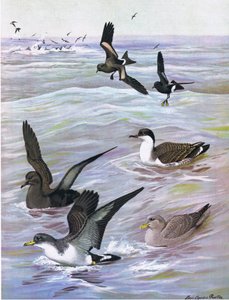 Ilustracja z publikacji The Natural History of American Birds of Eastern and Central North America. przez Bramhall House ok. 1970 r.