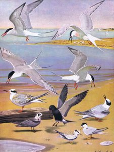 Ilustracja z publikacji The Natural History of American Birds of Eastern and Central North America. przez Bramhall House ok. 1970 r.