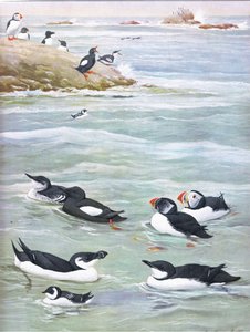 Ilustracja z publikacji The Natural History of American Birds of Eastern and Central North America. przez Bramhall House ok. 1970 r.