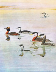 Ilustracja z publikacji The Natural History of American Birds of Eastern and Central North America. przez Bramhall House ok. 1970 r.