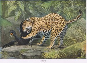 Jaguar autorstwa Louis Agassiz Fuertes