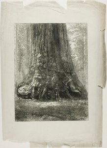 Twisted Trees autorstwa Louis Auguste Lepère