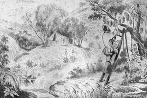 Miałem ponad dwieście klastrów... grawerowanie według rysunku M. de Sainsona do Księgi Daniela Defoe (De foe) „Robinson Crusoe”” wydanie francuskie z 1837 r.