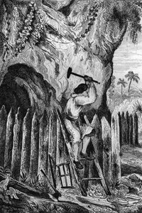 Posadziłem dziesięć rzędów palisad. grawerowanie według rysunku M. de Sainsona do Księgi Daniela Defoe (De foe) „Robinson Crusoe”” wydanie francuskie z 1837 r.