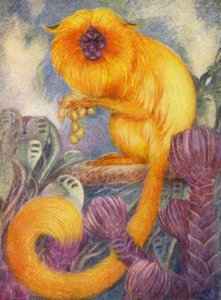 W zoo: Marmoset Monkey (kolor lito) autorstwa Louis Augustus Sargent